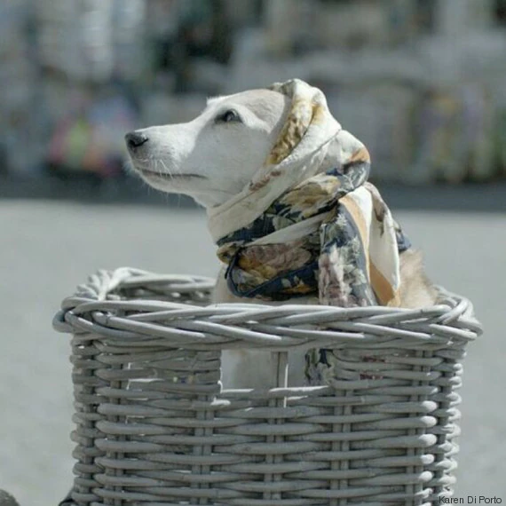 Bea , il cane cardiopatico di Maria nel film