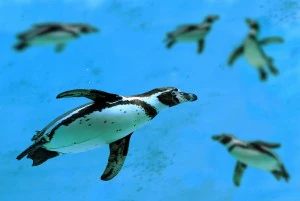 pinguini