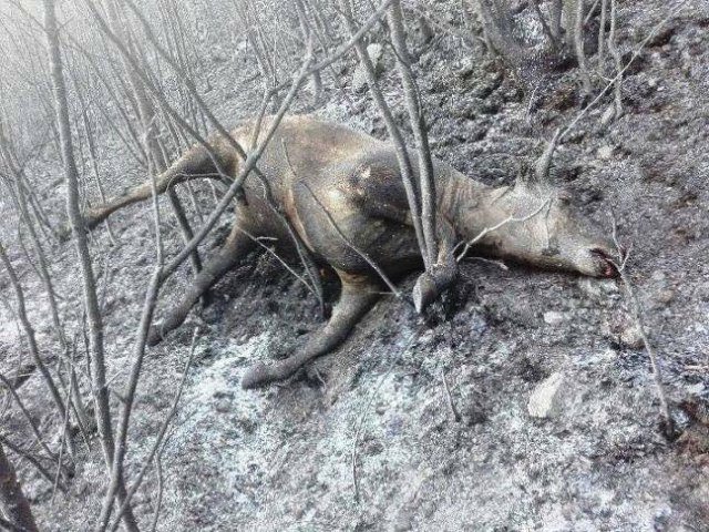 animali bruciati vivi negli incendi sulle montagne